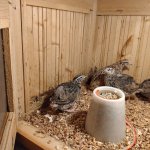 phoca_thumb_m_krteci a zvtka 22 Fotogalerie